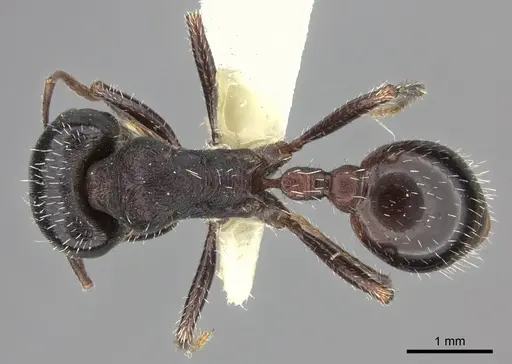 Pogonomyrmex rugosus specimen CASENT0217268 image casent0217268_1