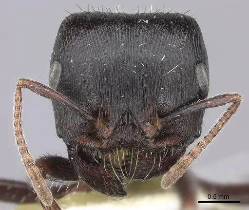Pogonomyrmex rugosus specimen CASENT0217268 image casent0217268_2