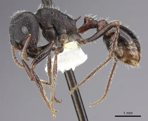 Pogonomyrmex rugosus specimen CASENT0217268 image casent0217268_3