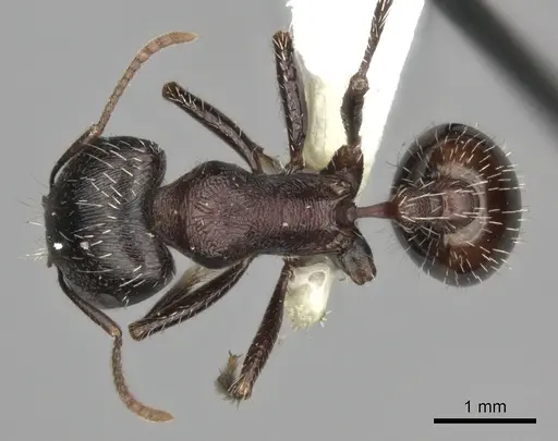 Pogonomyrmex rugosus specimen CASENT0235326 image casent0235326_1