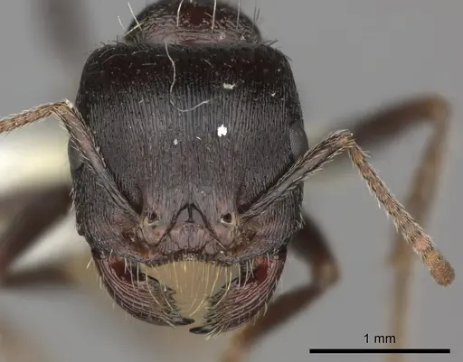 Pogonomyrmex rugosus specimen CASENT0235326 image casent0235326_2