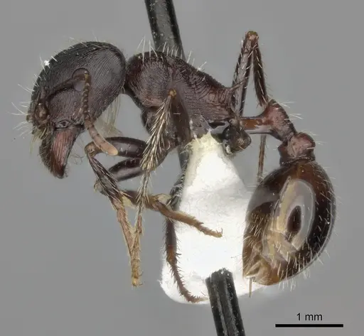 Pogonomyrmex rugosus specimen CASENT0235326 image casent0235326_3