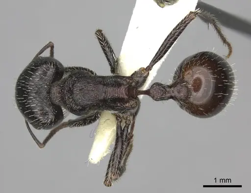 Pogonomyrmex rugosus specimen CASENT0235327 image casent0235327_1