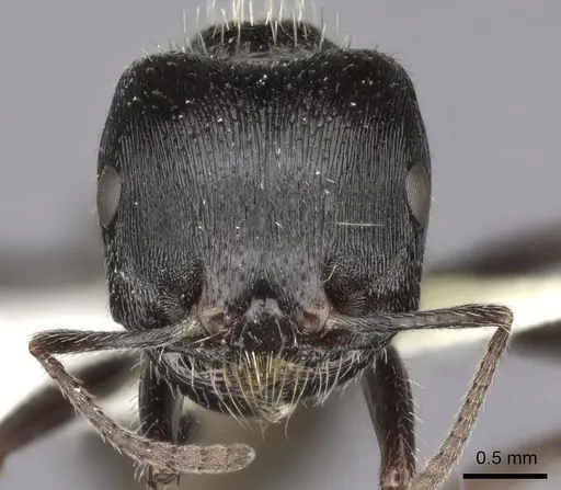 Pogonomyrmex rugosus specimen CASENT0235327 image casent0235327_2