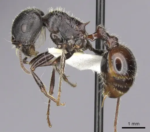 Pogonomyrmex rugosus specimen CASENT0235327 image casent0235327_3