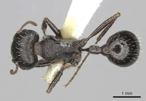 Pogonomyrmex rugosus specimen CASENT0235328 image casent0235328_1