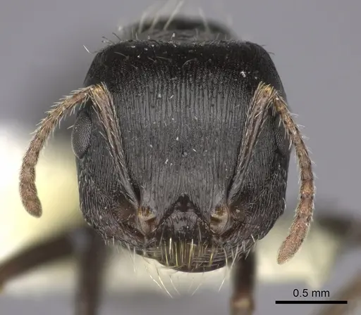 Pogonomyrmex rugosus specimen CASENT0235328 image casent0235328_2