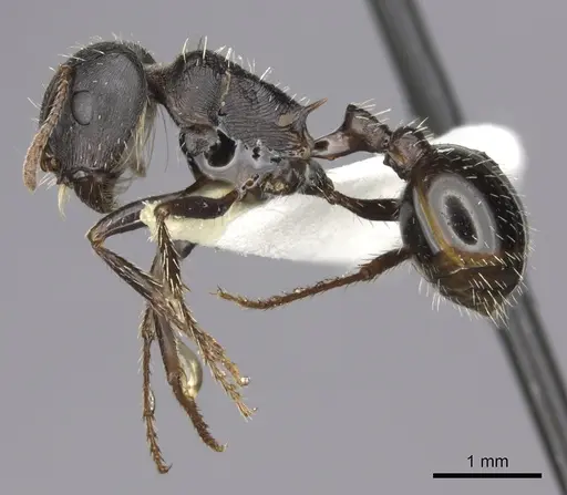 Pogonomyrmex rugosus specimen CASENT0235328 image casent0235328_3