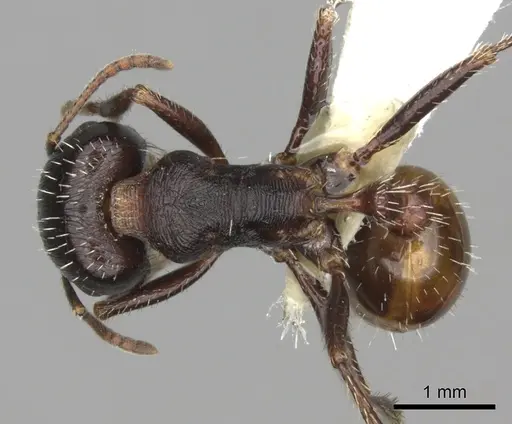 Pogonomyrmex rugosus specimen CASENT0235330 image casent0235330_1