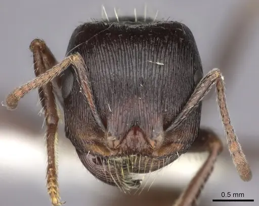 Pogonomyrmex rugosus specimen CASENT0235330 image casent0235330_2