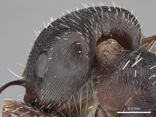 Pogonomyrmex rugosus specimen CASENT0235330 image casent0235330_3