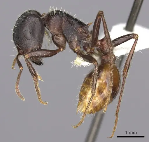 Pogonomyrmex rugosus specimen CASENT0235330 image casent0235330_4