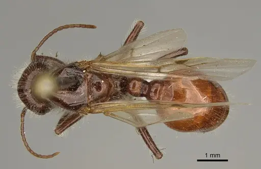 Pogonomyrmex rugosus specimen CASENT0863109 image casent0863109_1