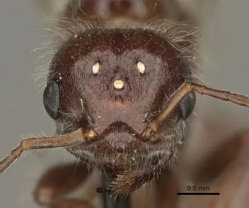 Pogonomyrmex rugosus specimen CASENT0863109 image casent0863109_2