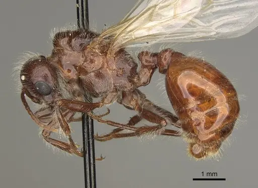 Pogonomyrmex rugosus specimen CASENT0863109 image casent0863109_3