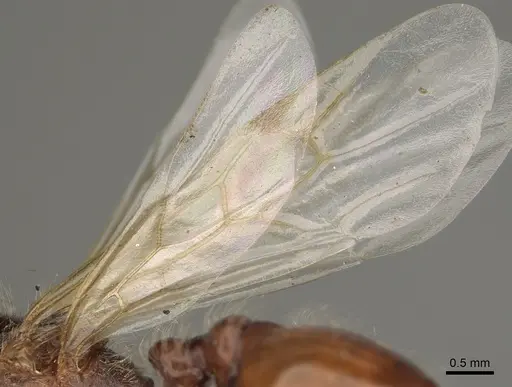 Pogonomyrmex rugosus specimen CASENT0863109 image casent0863109_4
