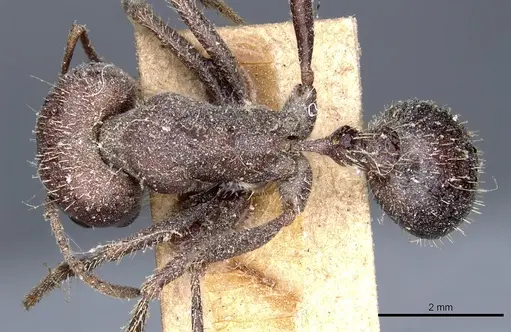 Pogonomyrmex rugosus specimen CASENT0904108 image casent0904108_1