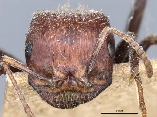 Pogonomyrmex rugosus specimen CASENT0904108 image casent0904108_2