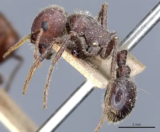 Pogonomyrmex rugosus specimen CASENT0904108 image casent0904108_3