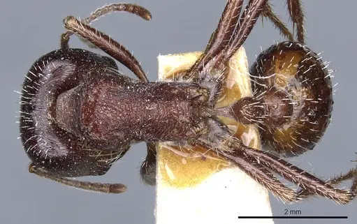 Pogonomyrmex rugosus specimen CASENT0904109 image casent0904109_1