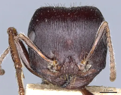 Pogonomyrmex rugosus specimen CASENT0904109 image casent0904109_2