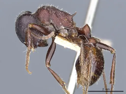 Pogonomyrmex rugosus specimen CASENT0904109 image casent0904109_3