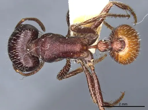 Pogonomyrmex rugosus specimen CASENT0904110 image casent0904110_1