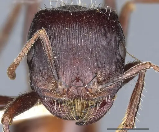 Pogonomyrmex rugosus specimen CASENT0904110 image casent0904110_2