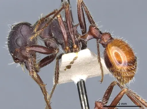 Pogonomyrmex rugosus specimen CASENT0904110 image casent0904110_3