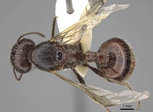 Pogonomyrmex rugosus specimen CASENT0914107 image casent0914107_1