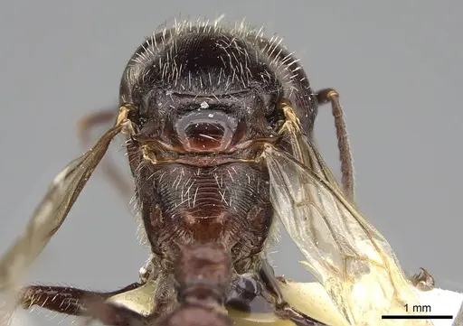 Pogonomyrmex rugosus specimen CASENT0914107 image casent0914107_2