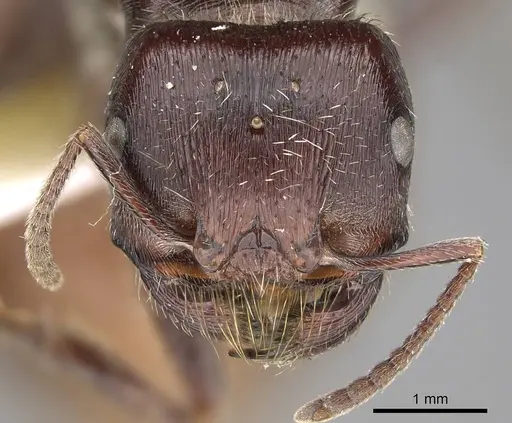 Pogonomyrmex rugosus specimen CASENT0914107 image casent0914107_3