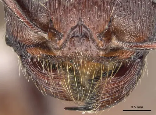 Pogonomyrmex rugosus specimen CASENT0914107 image casent0914107_4