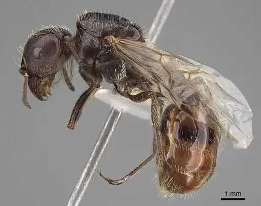 Pogonomyrmex rugosus specimen CASENT0914107 image casent0914107_5