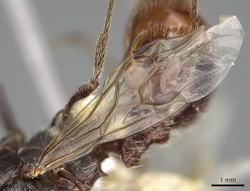 Pogonomyrmex rugosus specimen CASENT0914107 image casent0914107_6
