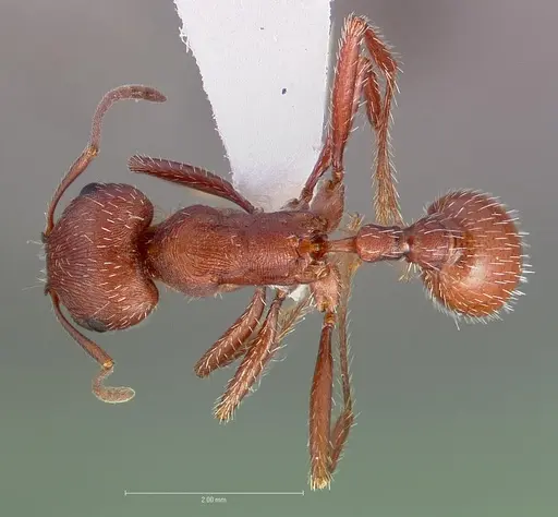 Pogonomyrmex salinus specimen CASENT0005719 image casent0005719_1