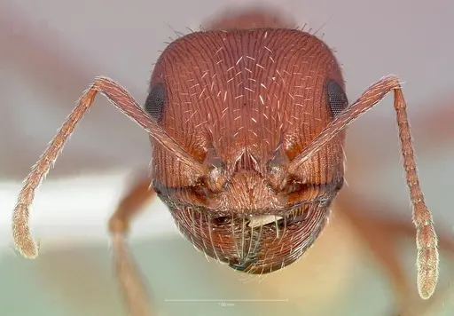 Pogonomyrmex salinus specimen CASENT0005719 image casent0005719_2