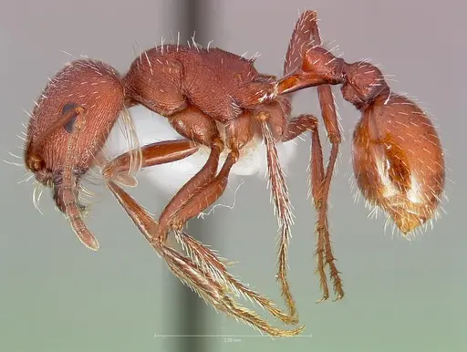 Pogonomyrmex salinus specimen CASENT0005719 image casent0005719_3