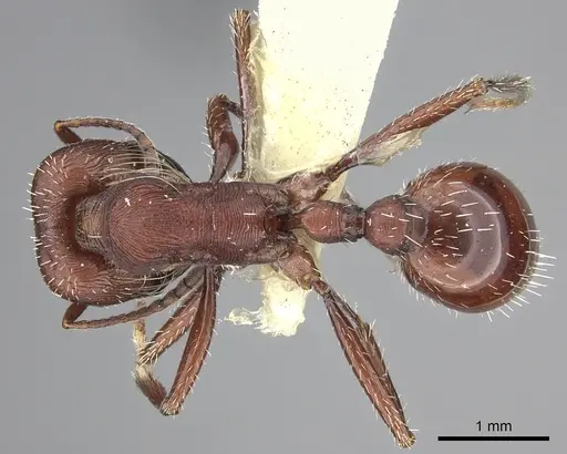 Pogonomyrmex salinus specimen CASENT0217281 image casent0217281_1