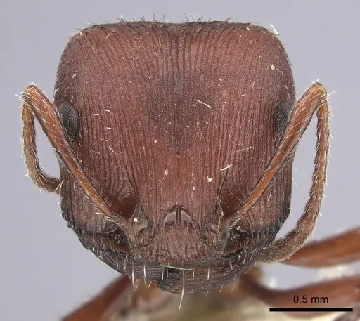 Pogonomyrmex salinus specimen CASENT0217281 image casent0217281_2