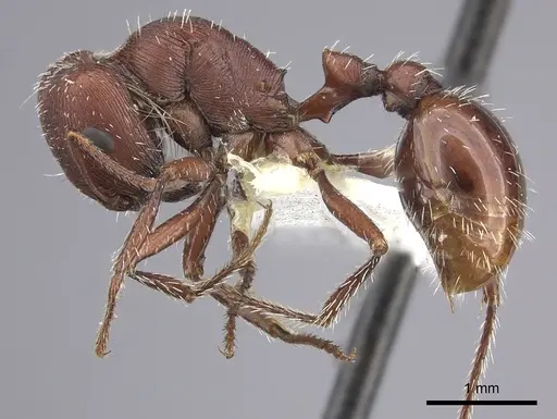 Pogonomyrmex salinus specimen CASENT0217281 image casent0217281_3