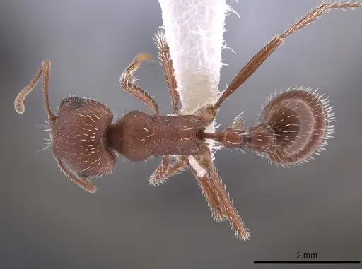 Pogonomyrmex salinus specimen CASENT0652325 image casent0652325_1