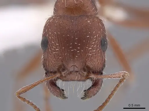 Pogonomyrmex salinus specimen CASENT0652325 image casent0652325_2
