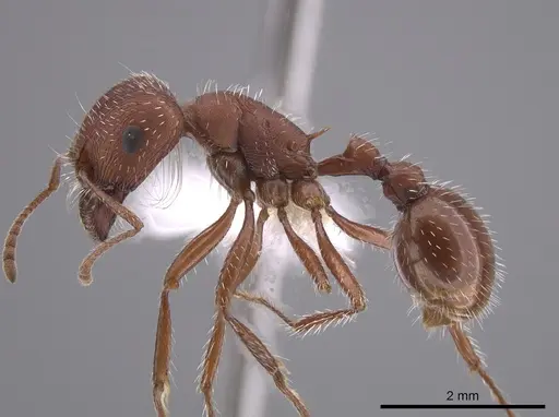 Pogonomyrmex salinus specimen CASENT0652325 image casent0652325_3