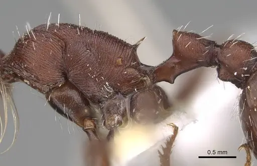 Pogonomyrmex salinus specimen CASENT0914108 image casent0914108_2