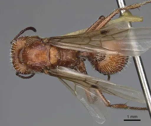 Pogonomyrmex salinus specimen CASENT0923074 image casent0923074_1