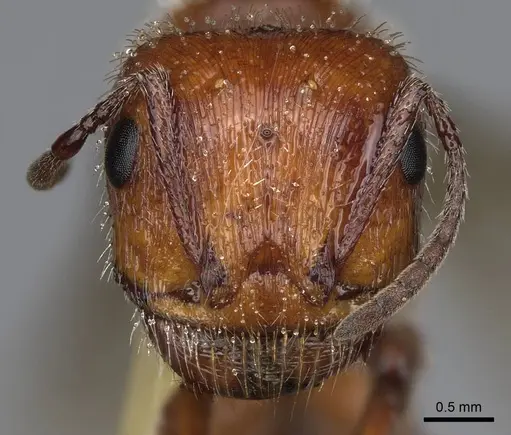 Pogonomyrmex salinus specimen CASENT0923074 image casent0923074_2
