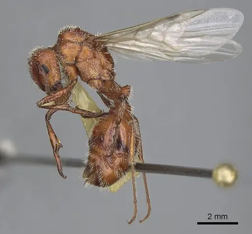 Pogonomyrmex salinus specimen CASENT0923074 image casent0923074_3