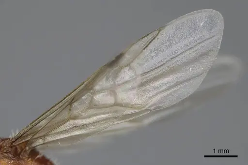 Pogonomyrmex salinus specimen CASENT0923074 image casent0923074_4