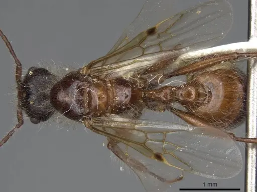 Pogonomyrmex salinus specimen CASENT0923075 image casent0923075_1